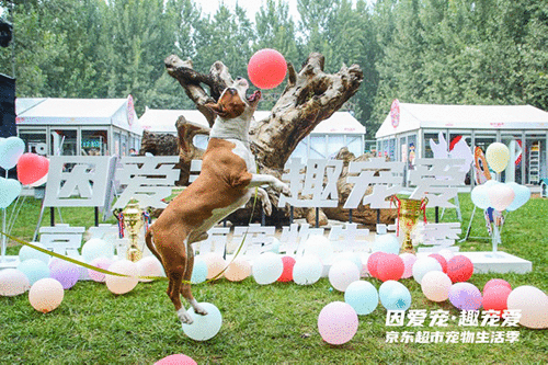 猫狗玩起COSPLAY,京东超市“宠爱嘉年华”让爱宠HIGH起来!