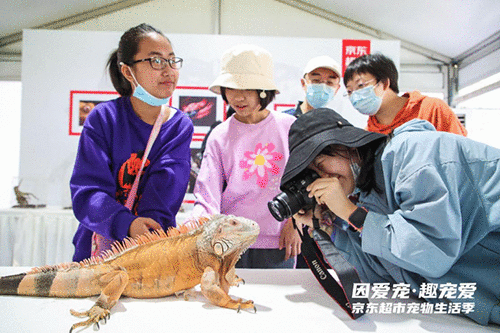 猫狗玩起COSPLAY,京东超市“宠爱嘉年华”让爱宠HIGH起来!