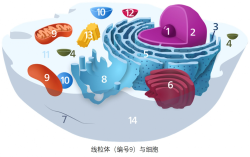 Bioagen派络维做你的“能量发动机”