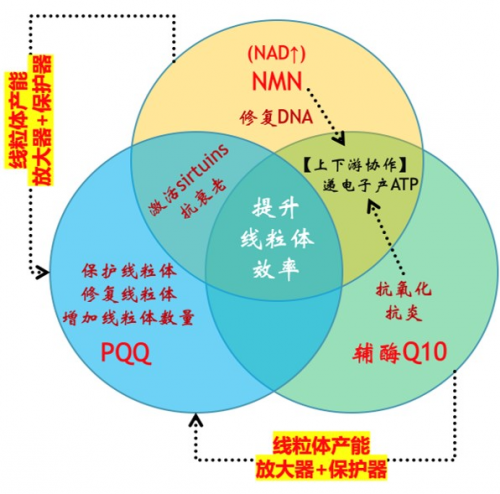 Bioagen派络维做你的“能量发动机”